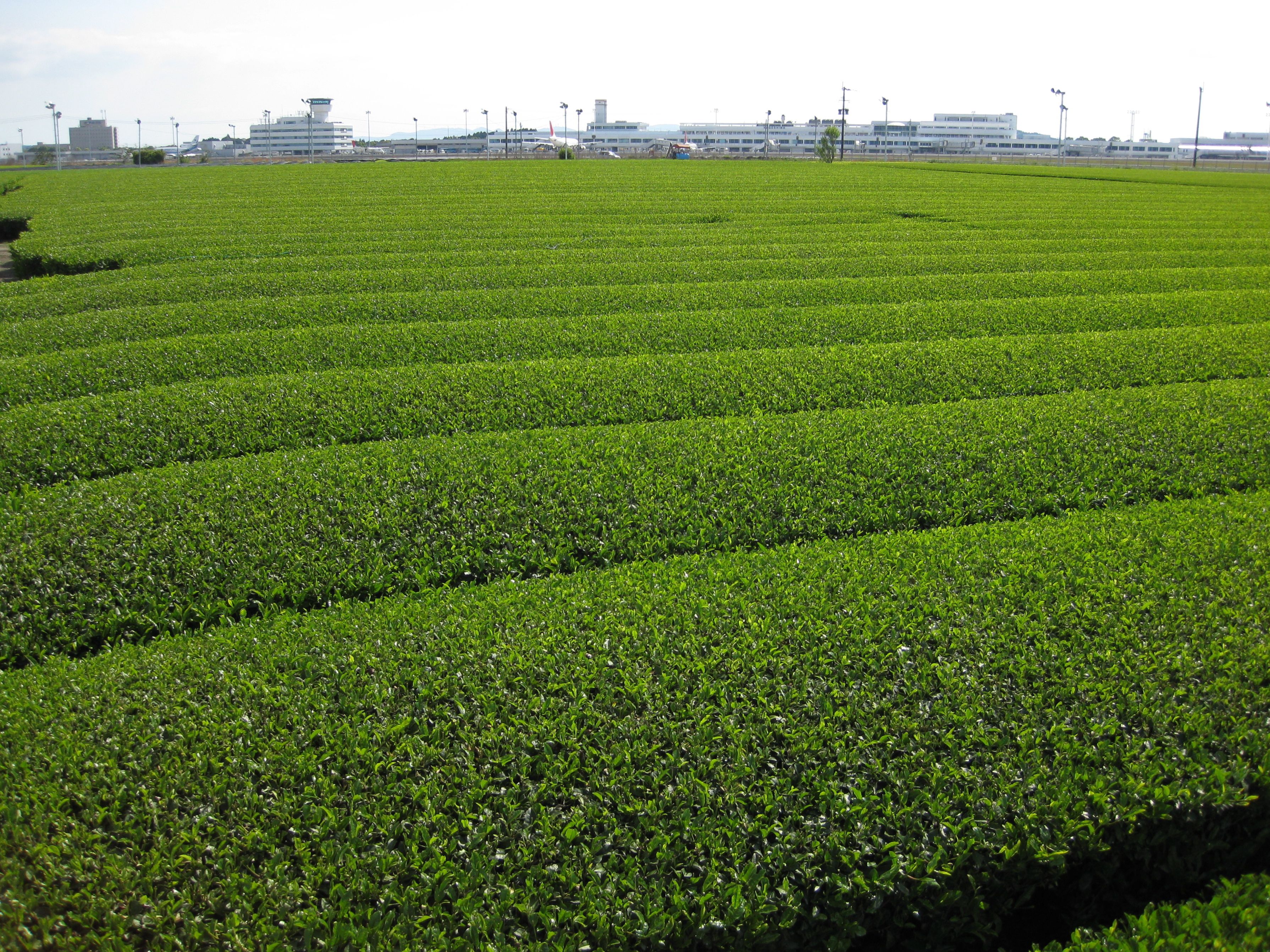 Japan Processing Facility 4